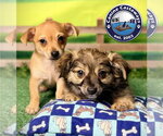Small #4 Chiweenie