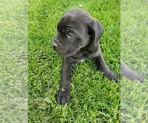 Cane Corso Puppy for sale in PUEBLO, CO, USA