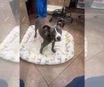 Small Photo #4 Mutt Puppy For Sale in Wenonah, NJ, USA