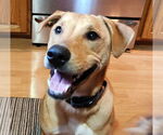 Small #3 Mutt