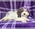 Small #5 ShihPoo