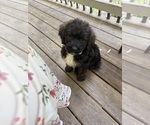 Puppy Puppy 4 Saint Berdoodle