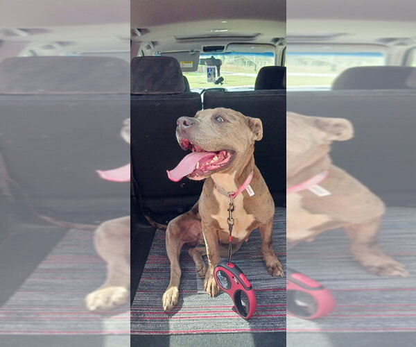 Medium Photo #2 American Staffordshire Terrier-Unknown Mix Puppy For Sale in Brewster, NY, USA