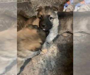 German Shepherd Dog Puppy for sale in WOLVERINE, MI, USA