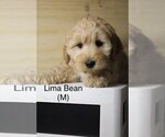 Small Photo #6 Australian Labradoodle Puppy For Sale in REIDSVILLE, NC, USA