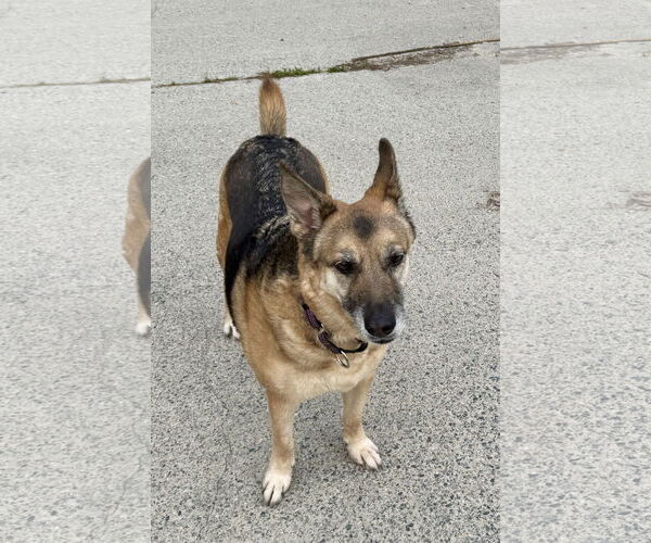 Medium Photo #9 German Shepherd Dog Puppy For Sale in New Hill, NC, USA