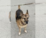 Small #8 German Shepherd Dog