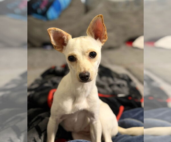 Medium Photo #2 Chihuahua Puppy For Sale in Arlington, VA, USA