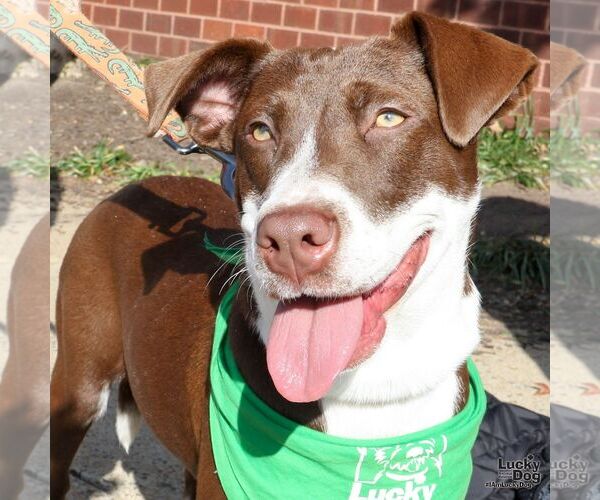 Medium Photo #5 Lab-Pointer Puppy For Sale in Washington, DC, USA