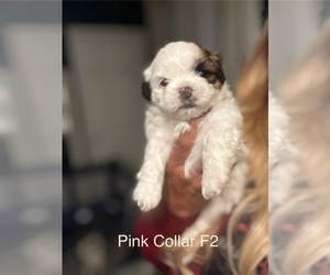 Shih Tzu Puppy for Sale in YUCAIPA, California USA