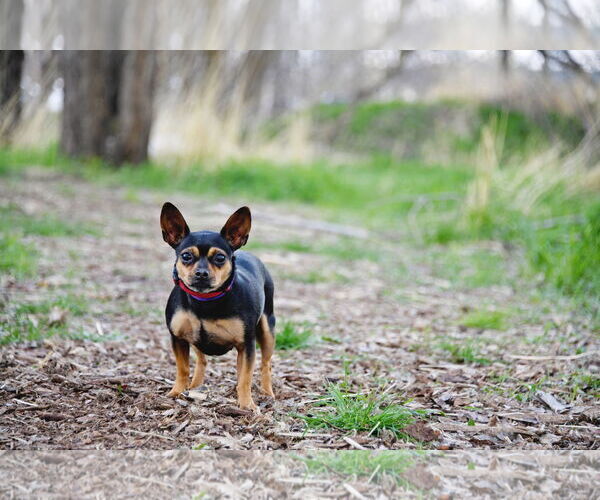 Medium Photo #4 Chihuahua Puppy For Sale in Sandy, UT, USA