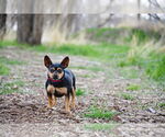 Small #3 Chihuahua