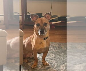 Jack - Male Jack Russell Terrier-Unknown Mix Dog for Adoption - Photo #2