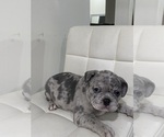 Small #9 French Bulldog