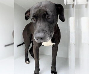 Labrador Retriever-Unknown Mix Dogs for adoption in Houston, TX, USA