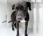 Small Labrador Retriever Mix