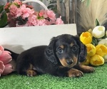 Small #1 Dachshund