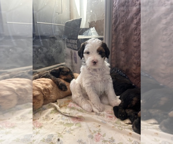 Medium Photo #2 Bernedoodle (Miniature) Puppy For Sale in HENDERSON, CO, USA