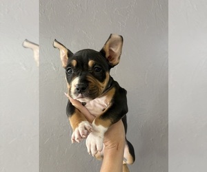 American Bully Puppy for Sale in SEBRING, Florida USA