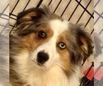 Small #3 Australian Shepherd