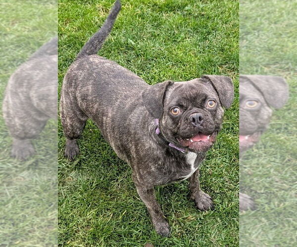 Medium Photo #2 American Pugabull Puppy For Sale in San Bernardino, CA, USA