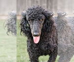 Small #10 Poodle (Standard)
