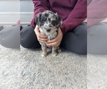 Puppy Jimmy Aussie-Poo