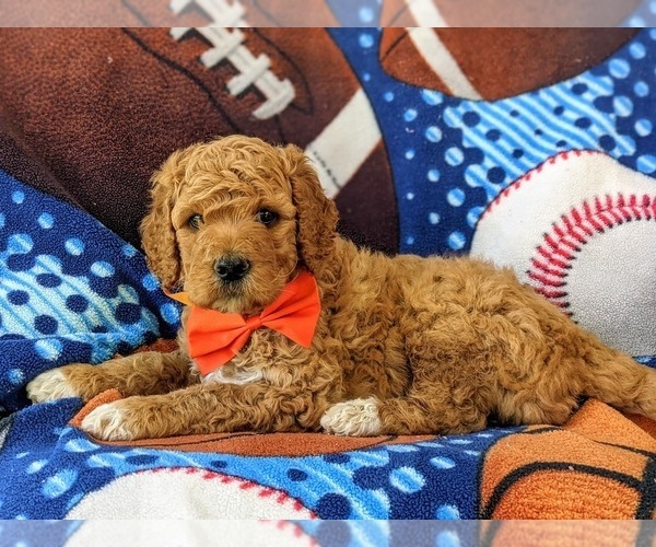 Medium Photo #3 Goldendoodle Puppy For Sale in GLEN ROCK, PA, USA