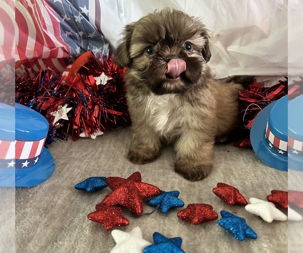 Medium Photo #1 Shih Tzu Puppy For Sale in DENTON, MD, USA