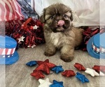 Puppy Kona Shih Tzu
