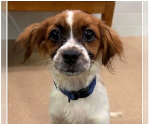 Colonial Cocker Spaniel-Unknown Mix Dogs for adoption in Canton, CT, USA