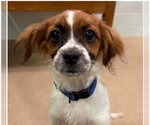 Small Colonial Cocker Spaniel Mix