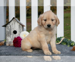Small Photo #22 Golden Retriever Puppy For Sale in HOLMESVILLE, OH, USA