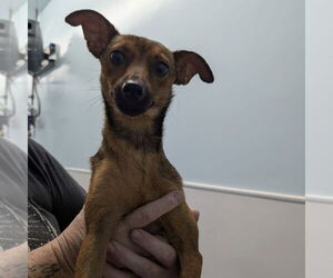 Chihuahua-Unknown Mix Dogs for adoption in Chico, CA, USA