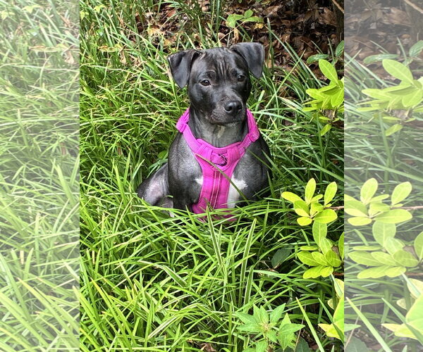 Medium Photo #7 Bulldog-Unknown Mix Puppy For Sale in Atlanta, GA, USA