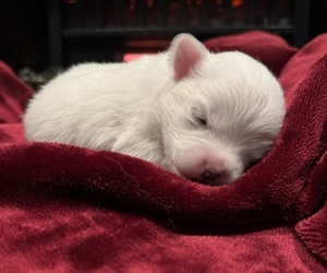 Miniature American Eskimo-Pomeranian Mix Puppy for sale in CLACKAMAS, OR, USA