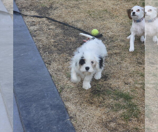 Medium Photo #2 Cavalier King Charles Spaniel-Unknown Mix Puppy For Sale in Fargo, ND, USA