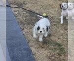 Small #1 Cavalier King Charles Spaniel Mix