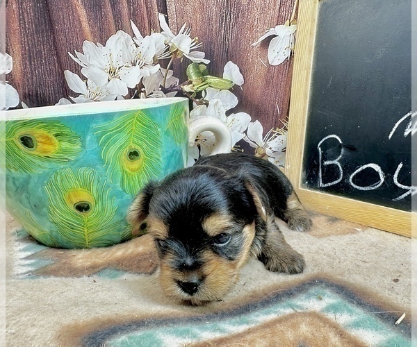 Medium Photo #12 Morkie Puppy For Sale in CASSVILLE, MO, USA