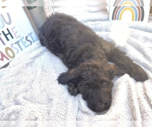 Labradoodle Puppy for sale in CARTHAGE, MO, USA