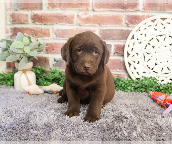 Medium Photo #1 Labrador Retriever Puppy For Sale in SYRACUSE, IN, USA