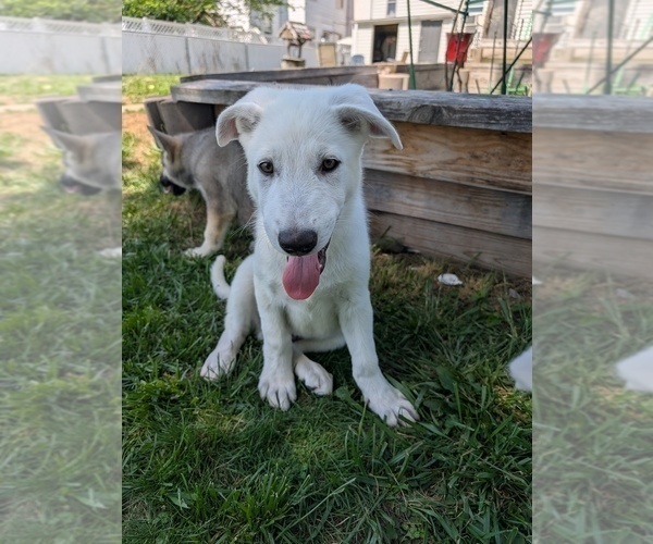 Medium Photo #5 Alaskan Malamute-German Shepherd Dog Mix Puppy For Sale in WAYNESBORO, PA, USA