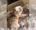 Puppy Sierra Leone Australian Shepherd