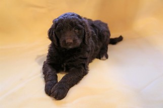 Greater Swiss Mountain Dog-Poodle (Standard) Mix Puppy for sale in HUBBARD LAKE, MI, USA