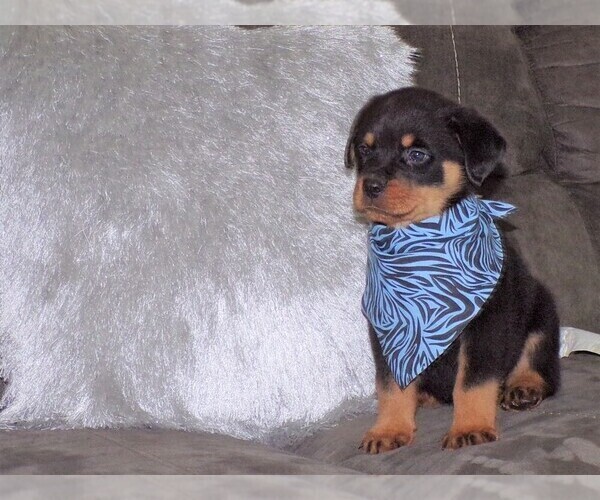 Medium Photo #6 Rottweiler Puppy For Sale in APPLE CREEK, OH, USA