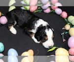 Puppy Coral Greater Swiss Mountain Dog