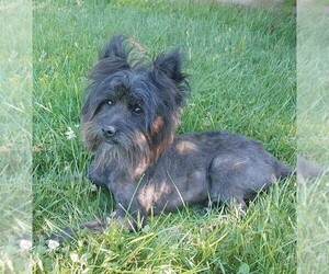 Ewokian Dog for Adoption in TECUMSEH, Michigan USA