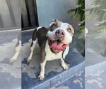 Small #1 Mutt