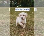 Small Photo #7 Labrador Retriever Puppy For Sale in MOBILE, AL, USA