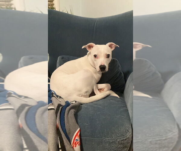 Medium Photo #10 Mutt Puppy For Sale in Elmsford, NY, USA